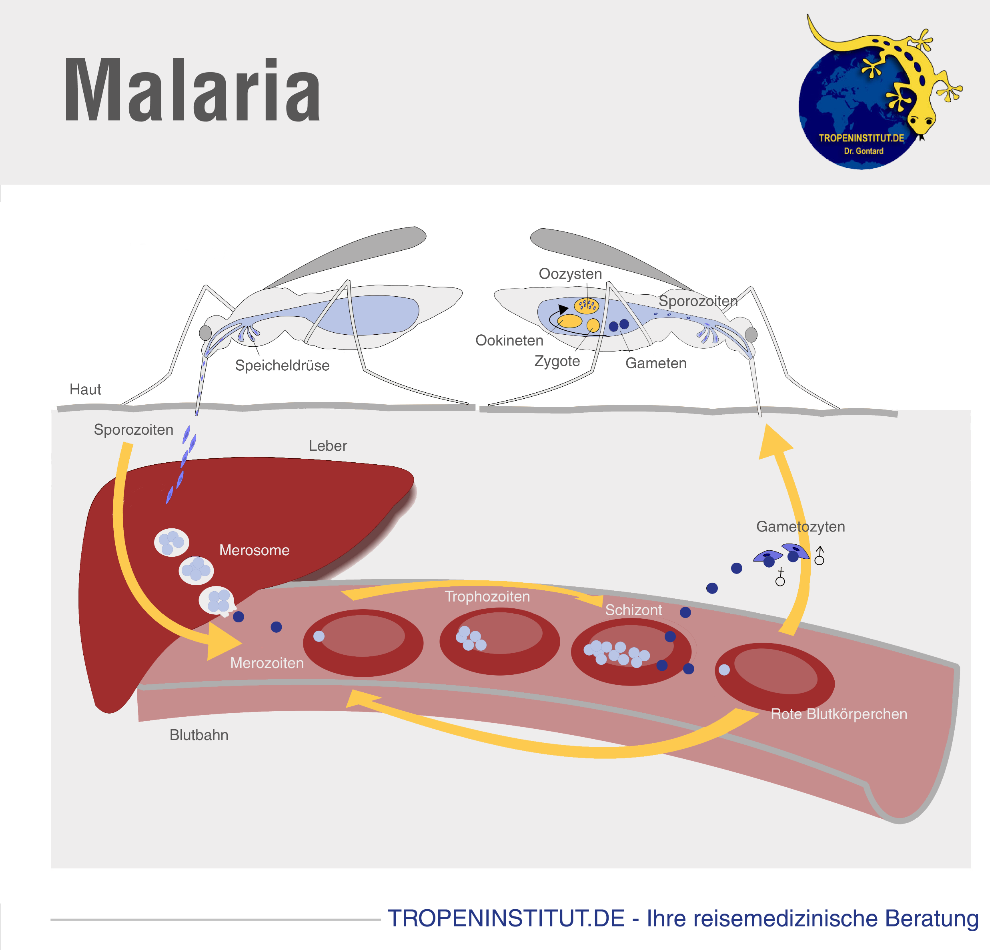 Malaria Übertragung