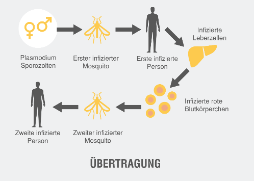 Malaria Übertragung