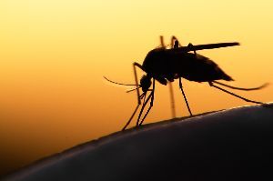 Schutz vor Insektenstichen