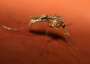 Gefahr durch Malaria