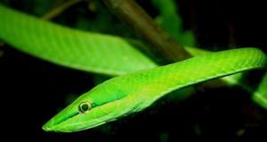 Gifttiere und Insekten - Verhaltenstipps