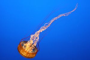 Gifttiere und Insekten - Verhaltenstipps