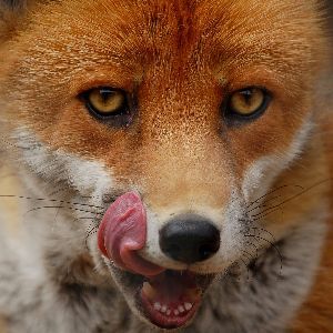 Gifttiere und Insekten - Verhaltenstipps