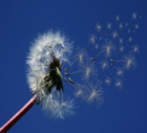 Allergien