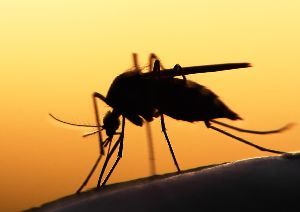 Was ist Malaria?