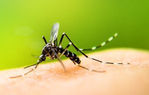 Expositionsprophylaxe gegen Malaria