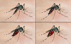 Schutz vor Insektenstiche und -bisse
