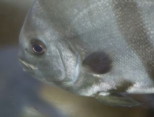 Ciguatera