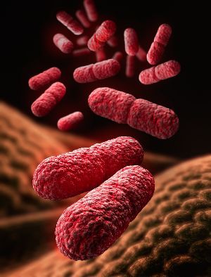 EHEC-Infektion