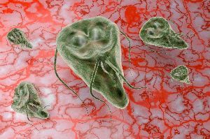Giardiasis