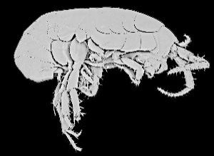 Tungiasis