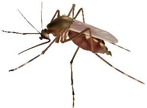 Zika Virus